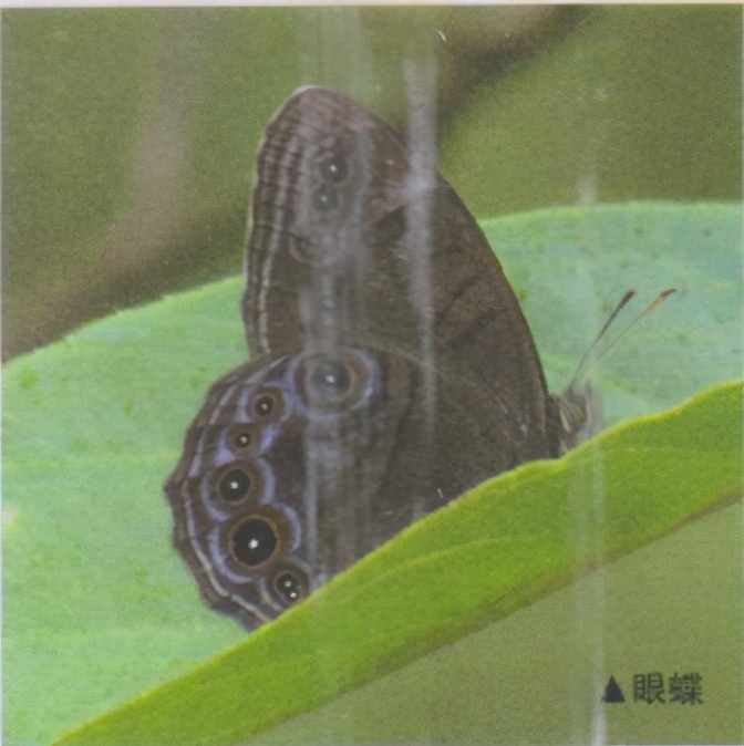 昆虫样子特点,昆虫视觉是什么样的