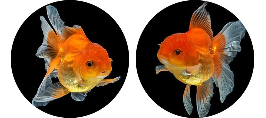 画金鱼儿童画,儿童画教程大全简单漂亮的花