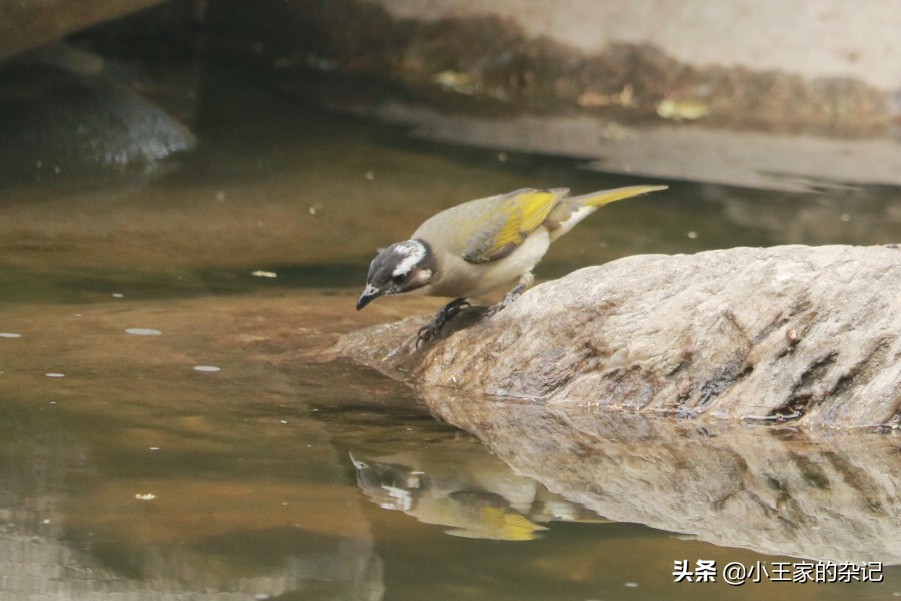 国际爱鸟日天桥岭,国际爱鸟日