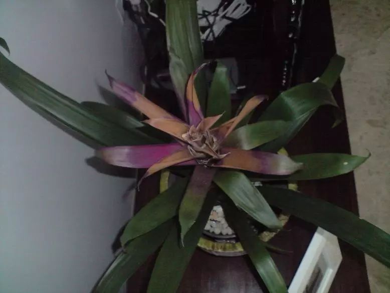 鸿运当头叶片萎缩干枯发黑,鸿运当头叶子干枯怎么回事