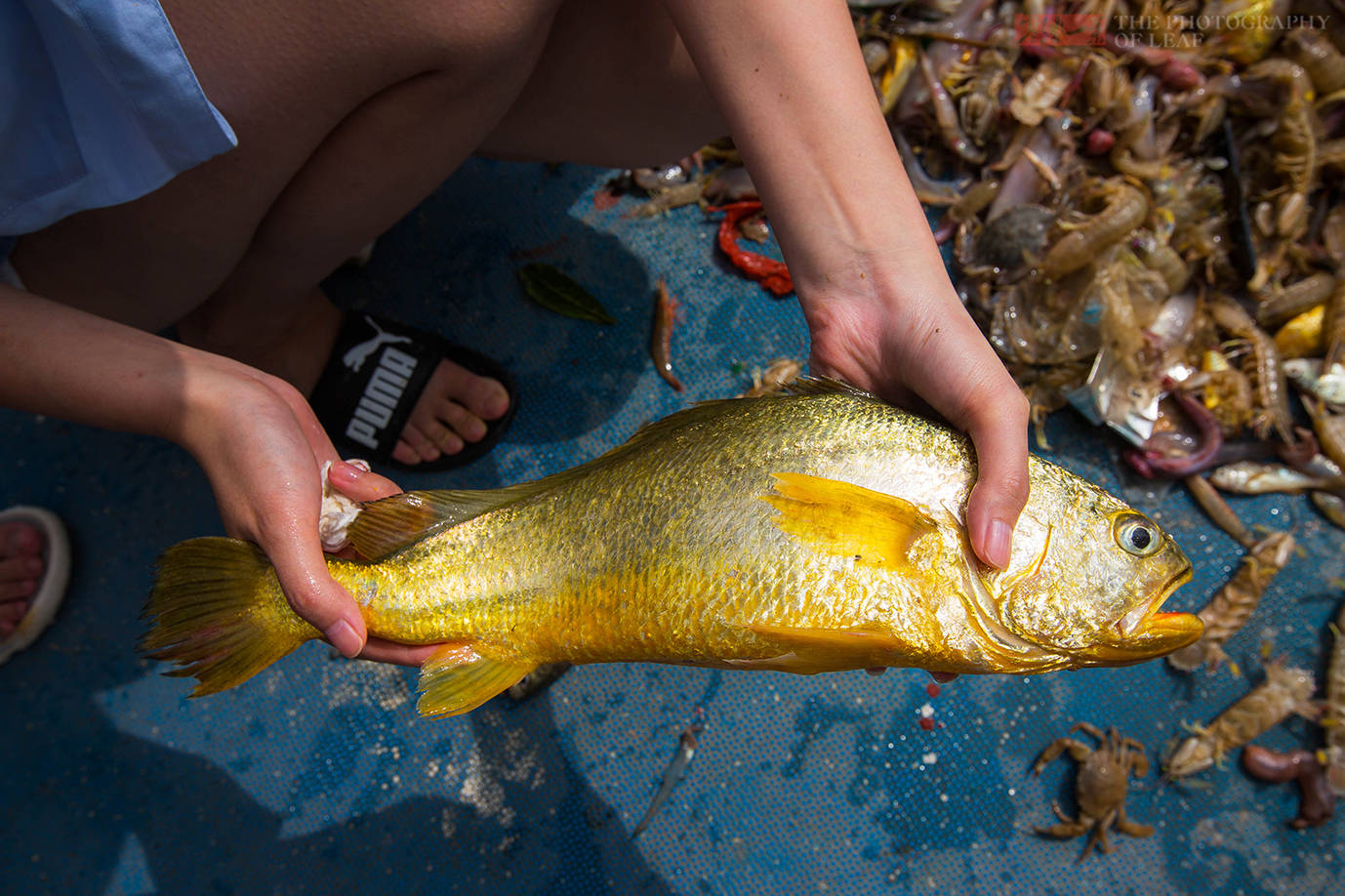 80年代大黄鱼收购价,50斤以上野生大黄鱼大概值多少钱