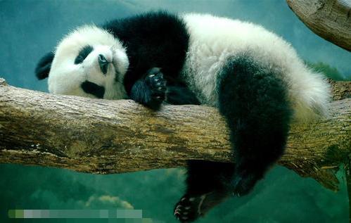 孩子英文名在外国人眼里成翠花\建国：取英文名不得不知道的坑