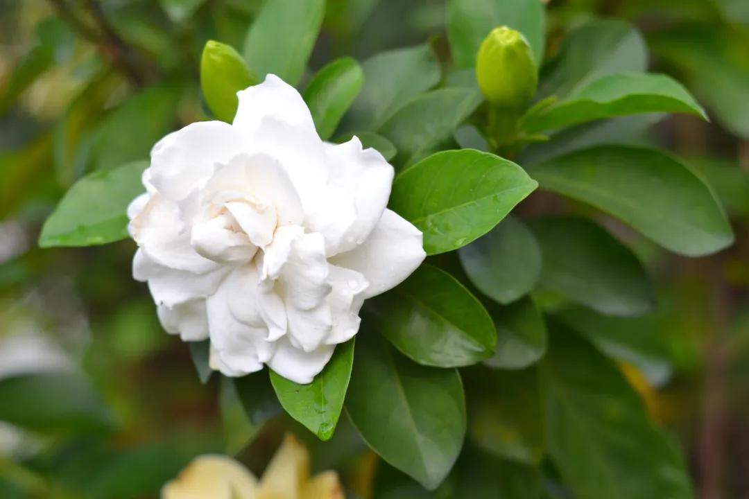 栀子花水培长根后可以一直水养吗,水培栀子花养殖方法