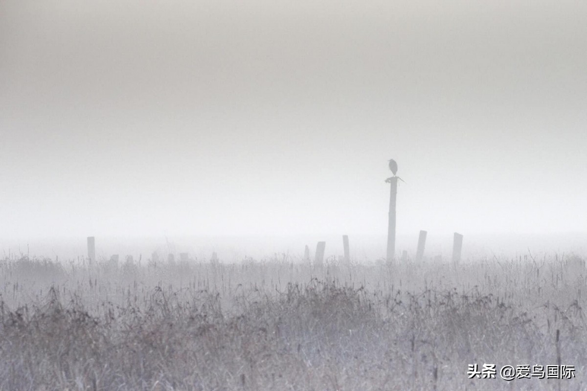 极简鸟类摄影欣赏,2019鸟类摄影作品欣赏
