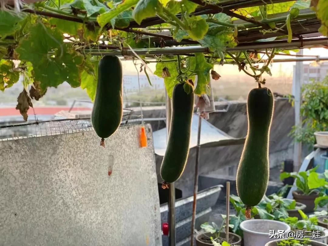 房二娃：MMP，这房子，我不卖了