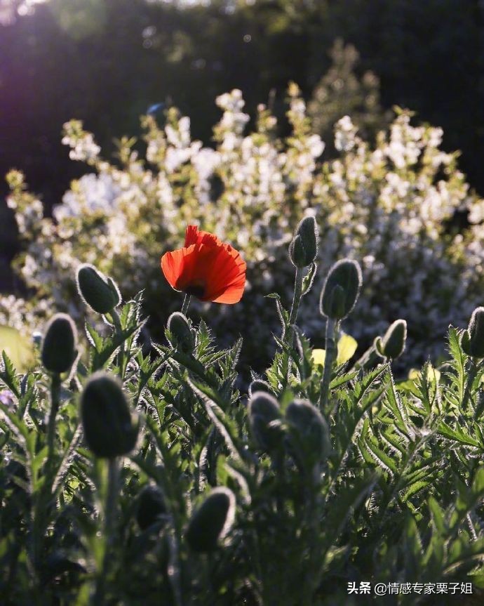 情感咨询师栗子姐微博,栗子姐情感问答07