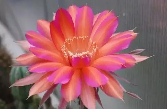 100种仙人球花图片,100种仙人球的品种视频