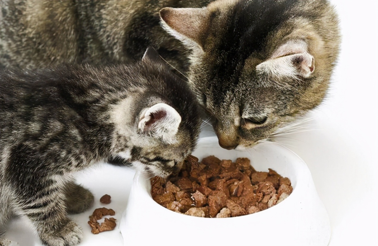 新手养猫必看省钱攻略,新手小白养猫看过来超详细攻略