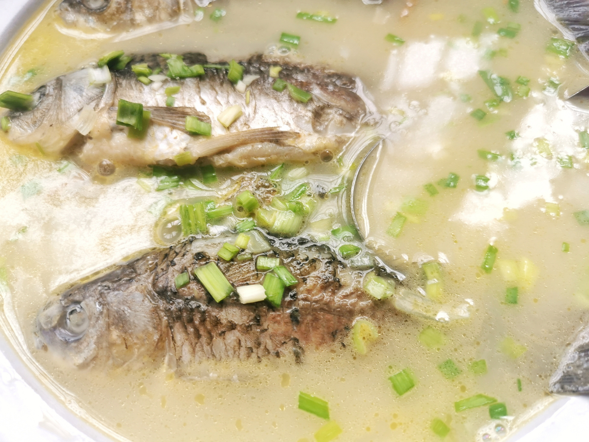 老人喝什么鱼汤最好,什么鱼不适合熬鱼汤