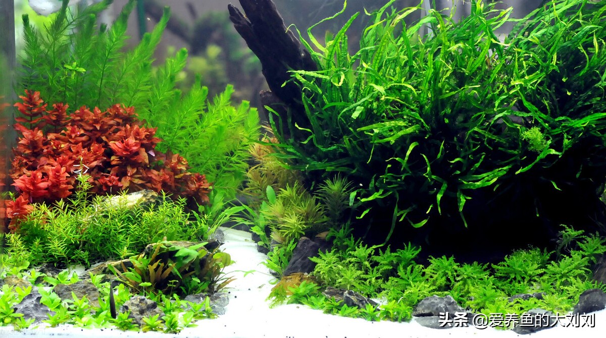 鱼缸紫外线杀菌灯有效范围,鱼缸水发绿用uv杀菌灯多久见效