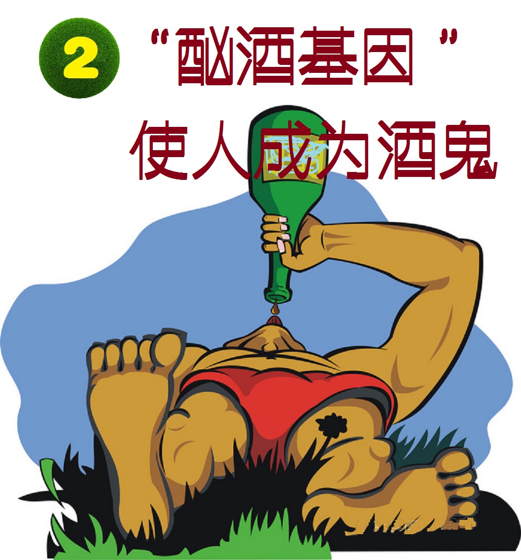 基因是人类的“酒司令”