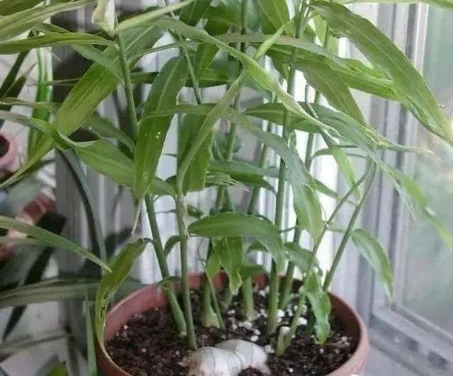 生姜放在瓶子里能长芽出来吗,生姜扔水里长成富贵盆景