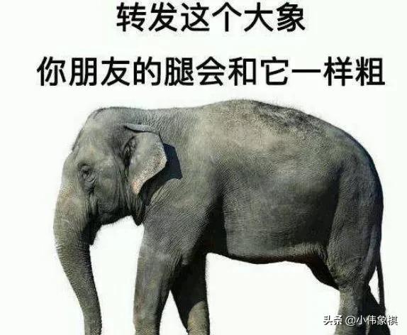 象棋里的象指的是什么,中国象棋中的象是什么