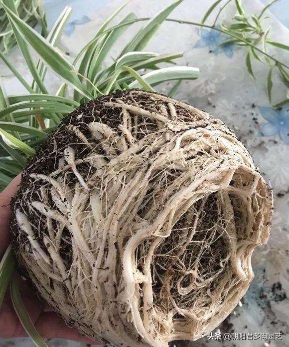 怎样把吊兰养成瀑布,吊兰长得像瀑布一样怎么办