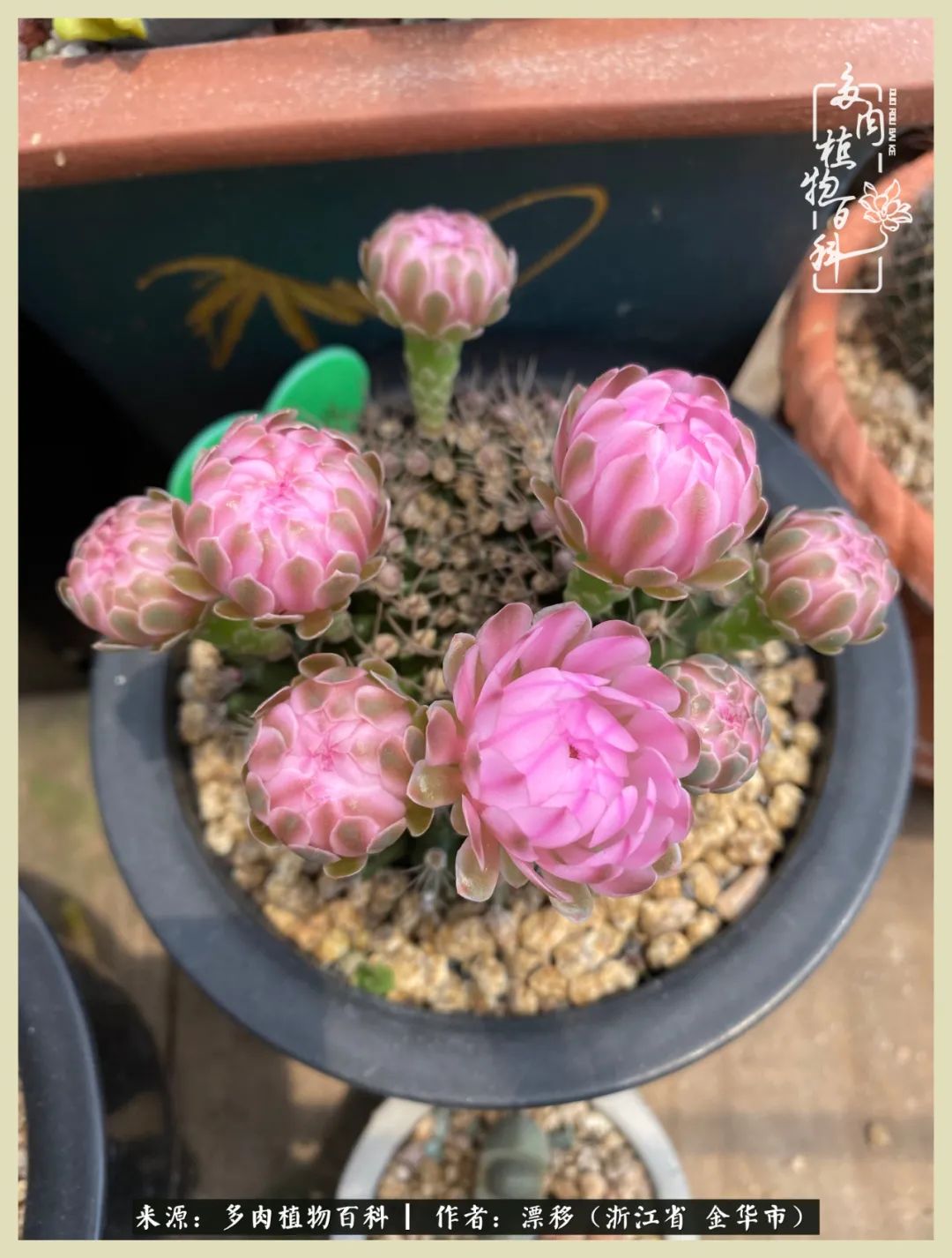 仙人球开花并散发着香味,仙人球花盛开吐露芬芳