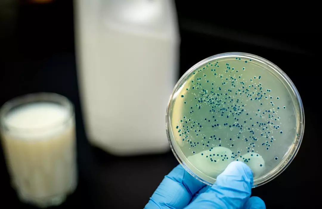 兰州兽研所布病会传染么,兰州兽研所布病感染