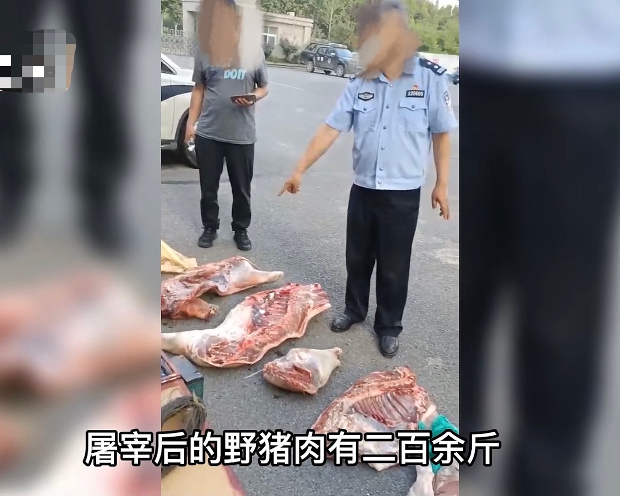 捕获80斤野猪,捕获了一头200公斤的大野猪