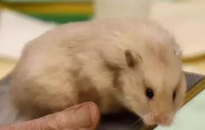 仓鼠的种类习性详细介绍,仓鼠有哪些亚种种类