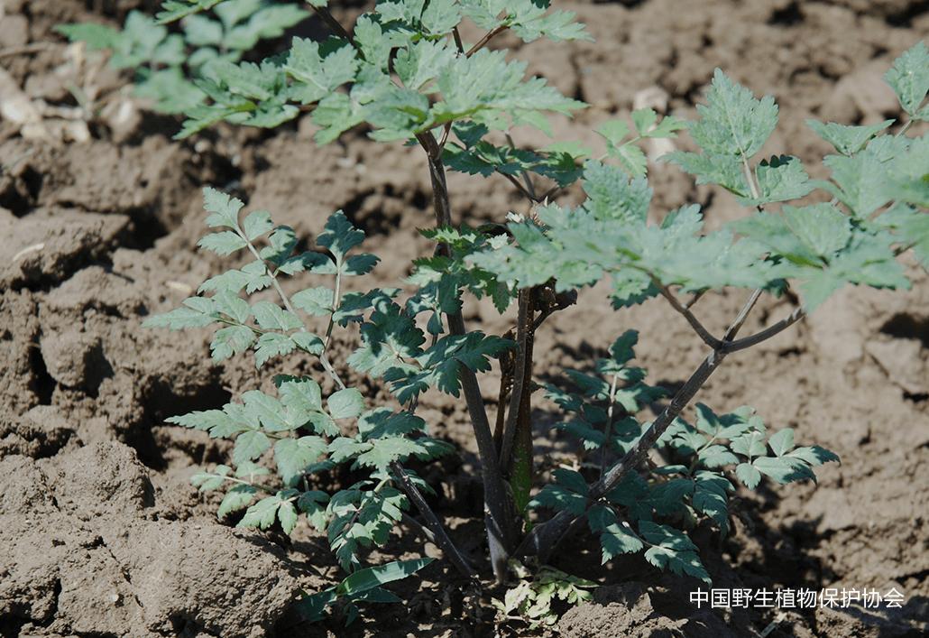 林草科普视频,林草科普宣传视频