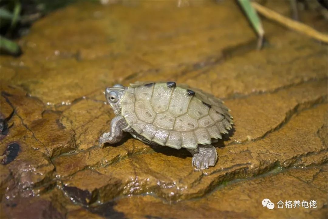 龟中二哈是什么龟,地图龟二哈行为