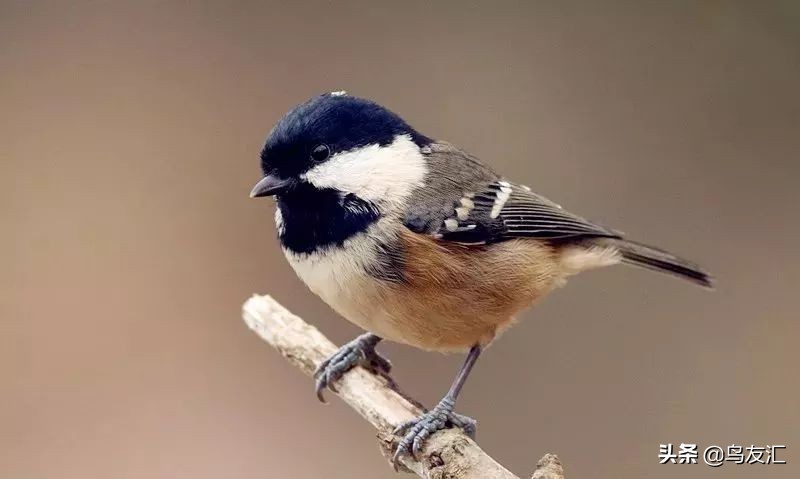鸟友汇渡鸦放飞,鸟友汇官网
