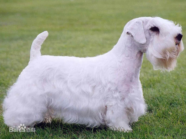 宠物狗小型犬品种排名大全及图片,性格温顺的小型犬有哪些