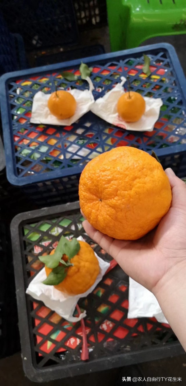 重庆双福今日国际果蔬批发价,重庆双福批发市场果蔬价格