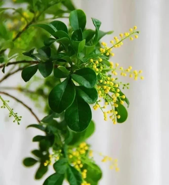 有没有什么大自然香味的香水,大自然清新的香水纯天然