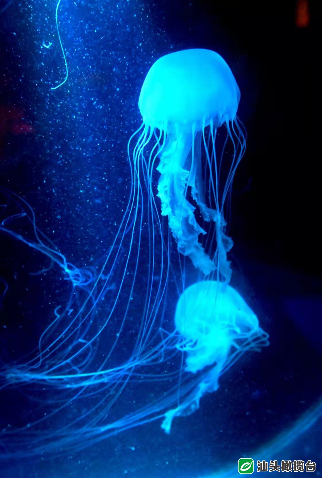 浸春湖水清鱼跃成网红打卡点！金砂公园经改造焕新颜