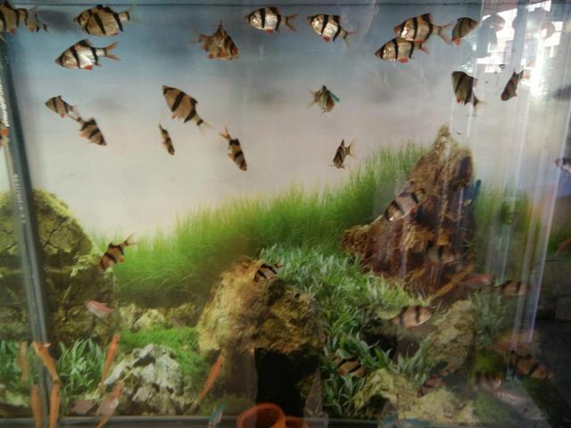 去市场里购买金鱼,一般哪里有金鱼及热带鱼买