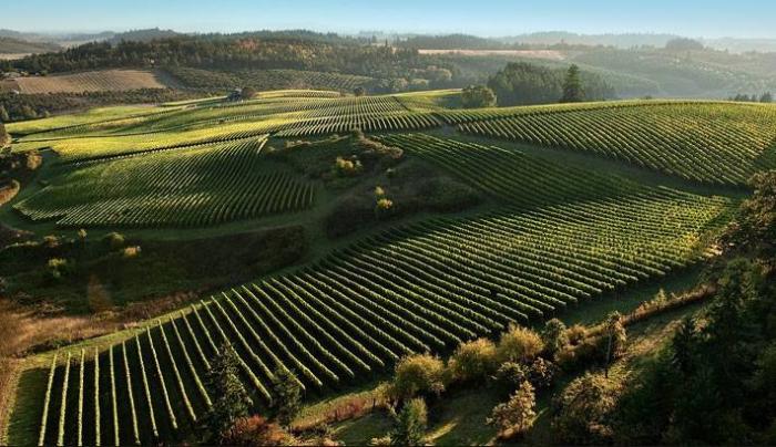 美国红酒有哪些产区,加州纳帕河谷高端红酒