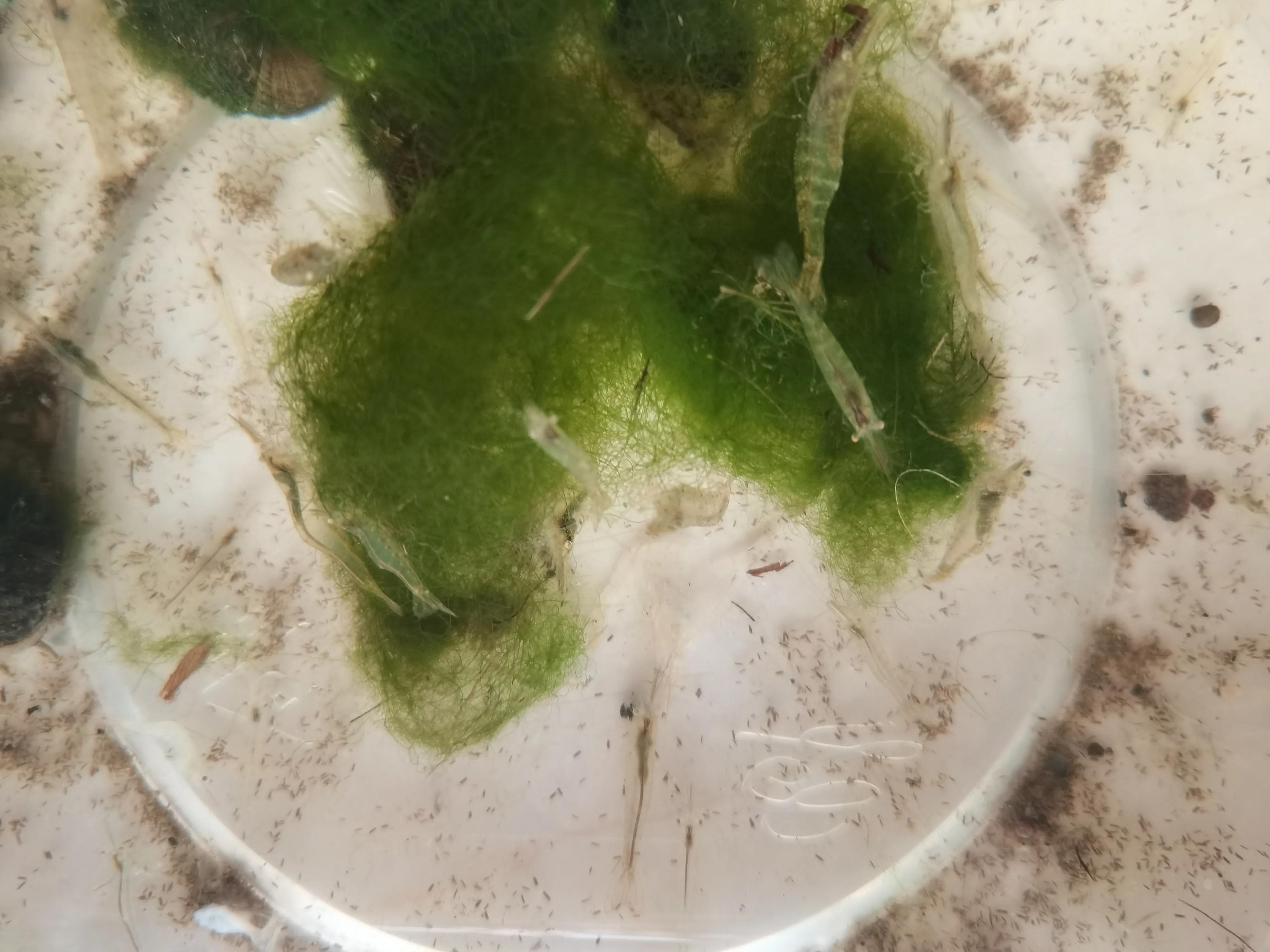 观赏小鱼小虾视频,专业养小鱼小虾的正确方法