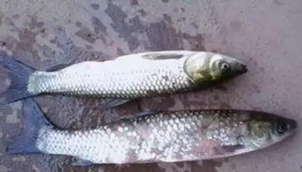 主养草鱼的池塘可以种水草吗,草鱼赤皮病图片