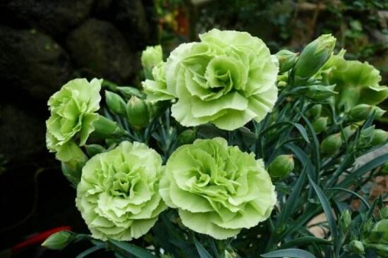 康乃馨盆栽怎么浇水,盆栽康乃馨几天浇水最好