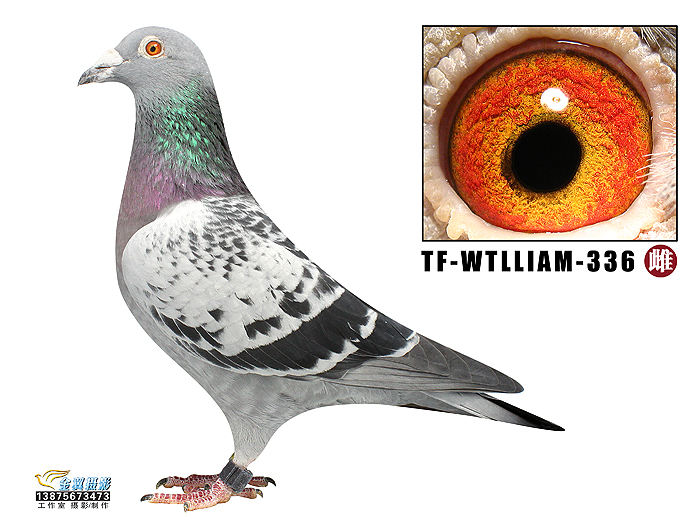 小体型的金母赛鸽,赛鸽育儿全过程