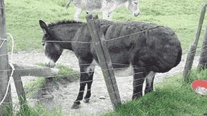 老干妈在美国监狱的影响力,老干妈在美国监狱的生活