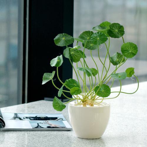 铜钱草是不是养得越好财运越旺,叶片圆圆的绿植