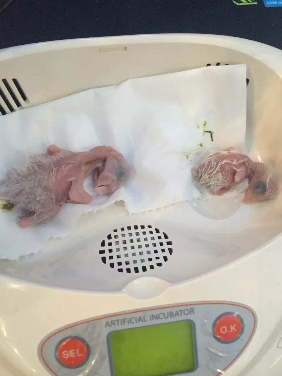 牡丹鹦鹉人工孵化期间注意事项,人工孵化鹦鹉的正确方法