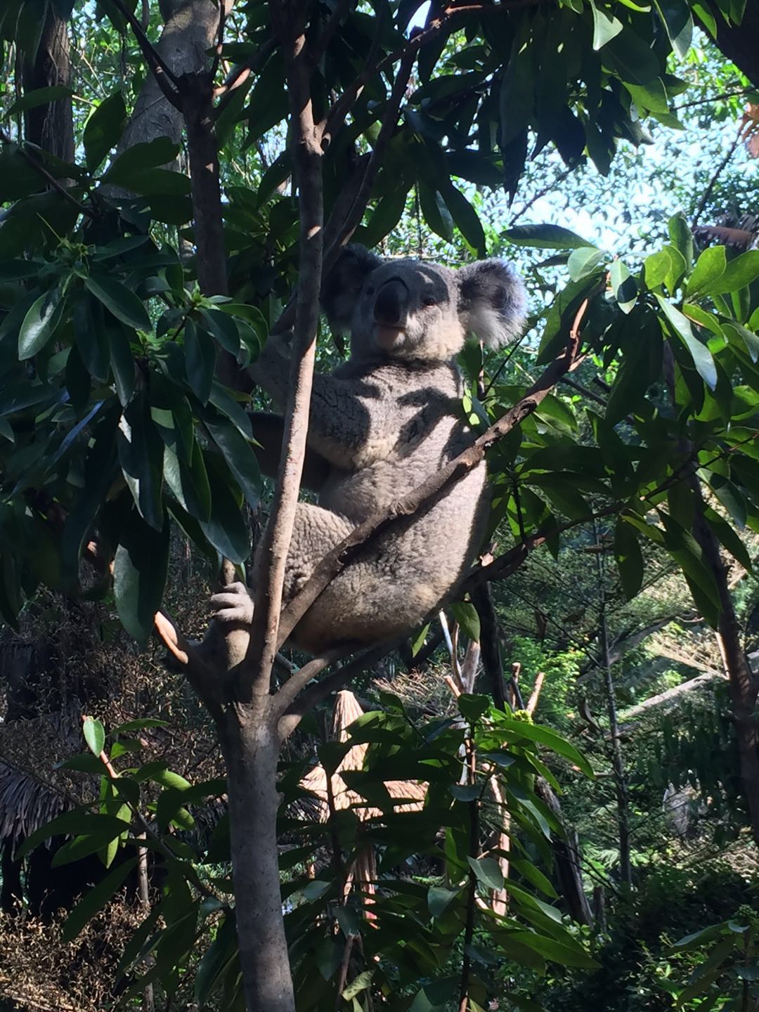 哪里有大熊猫动物园,哪些动物园值得看大熊猫