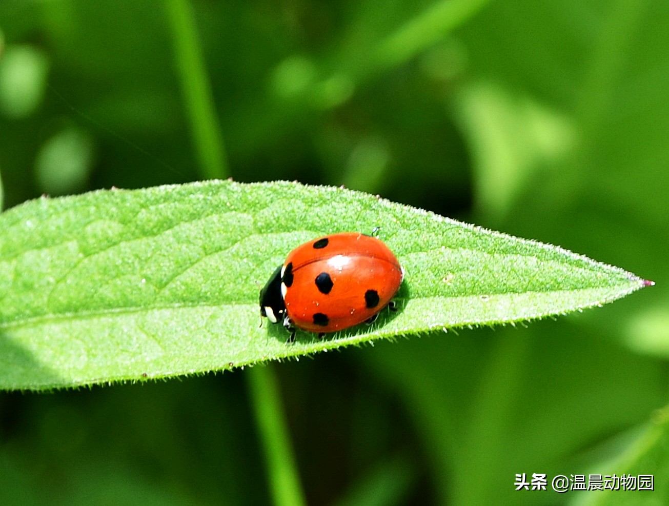 小时候农村人玩过的十种昆虫,农村人小时候一定玩过的10种昆虫