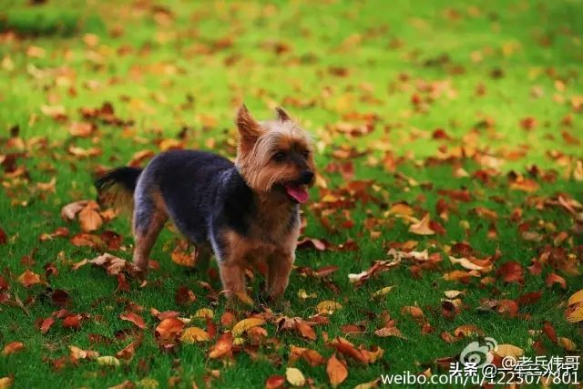 大连有一个蓝色的小城堡景点,大连秋季旅游景点攻略大全