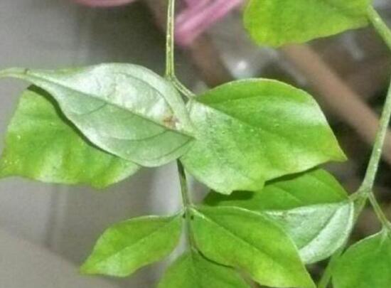 怎么防治幸福树长虫子,幸福树虫害怎么治