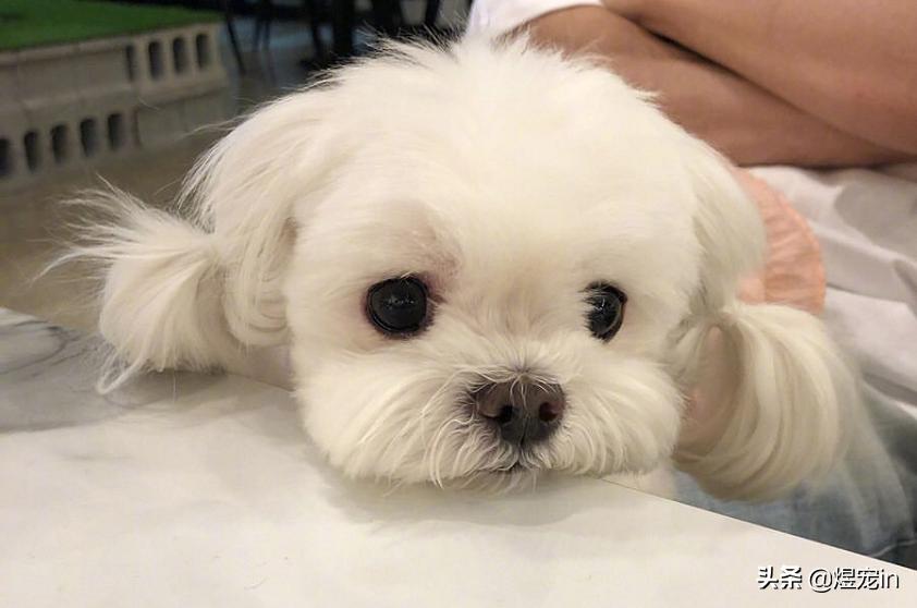 狗狗肚子着凉会一抽一抽的怎么办,狗狗肚子着凉拉稀是什么颜色