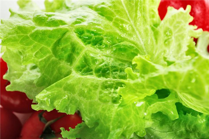 生菜的种植时间和种植方法,生菜的种植技巧和种植时间