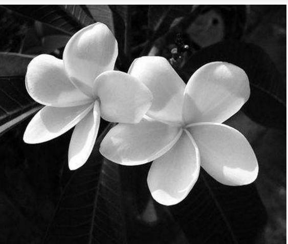 全球最美十种花,世界公认的九大最美花