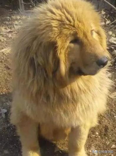 藏獒和金毛能生出来狗狗吗,金毛和藏獒生的崽叫啥