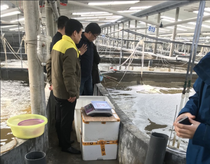 国内对虾养殖的主要品种有哪些,对虾养殖产量最高的三大品种