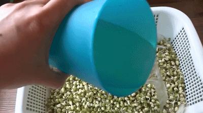 在家怎么无土种菜简单又安全,家庭种菜不用肥料种菜方法