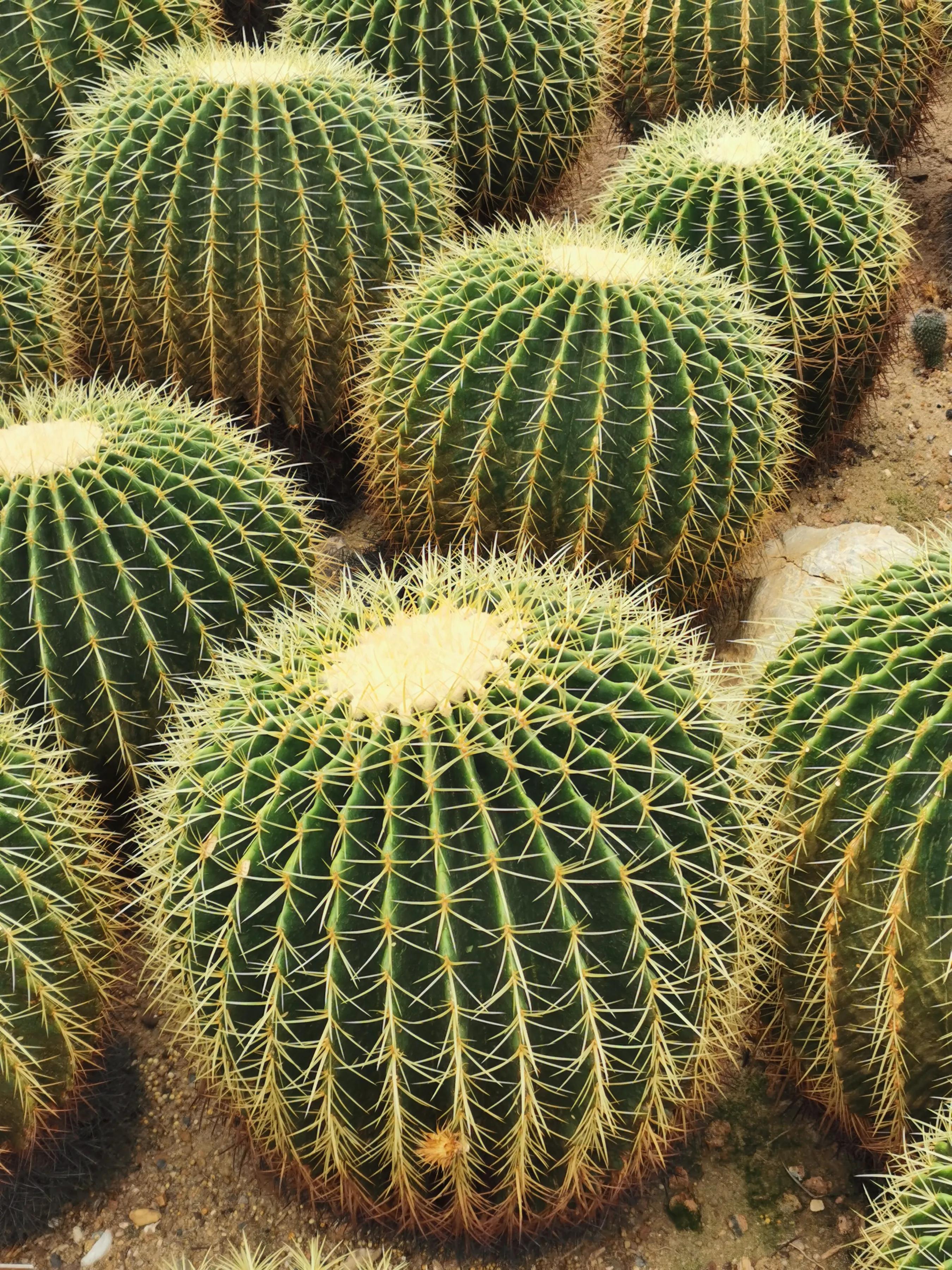 手拍世界作品集402期,2022年世界手机摄影大赛征稿