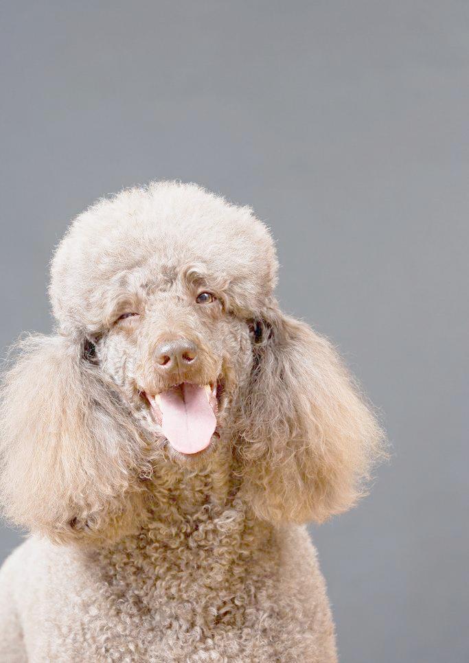 贵宾犬香槟色褪色成白色,贵宾犬颜色越来越浅怎么办